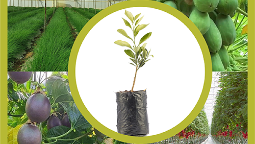 How to Prevent and Fix Poor Plant Growth in Greenhouses