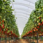 Greenhouses Material sales