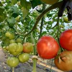 Drip Irrigation sales
